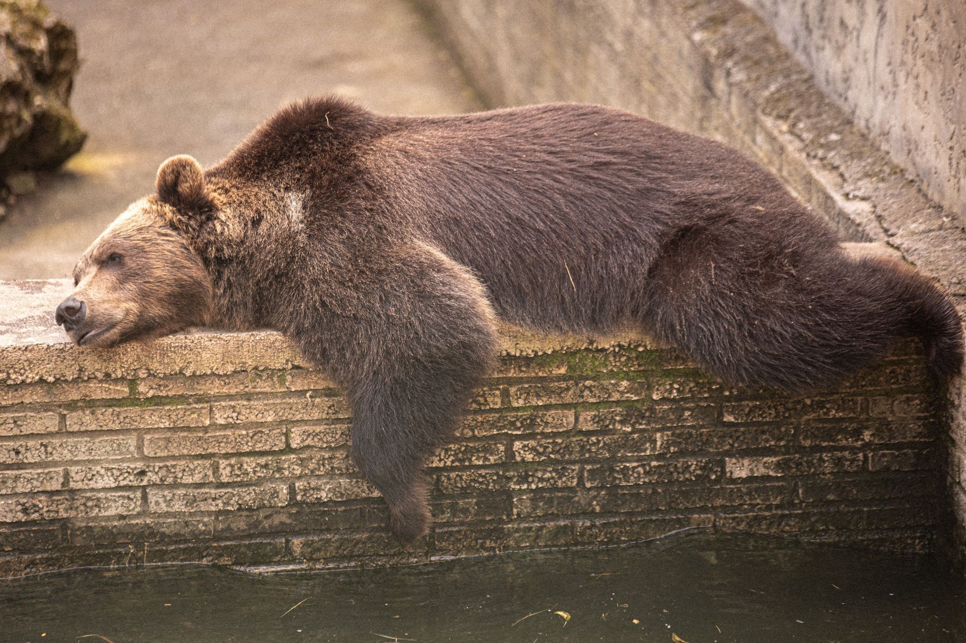 Slovensko a medvědi - zoo Bojnice a Mosty u Jablunkova