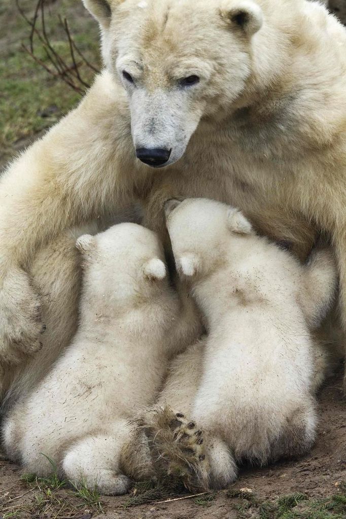 Svá dvojčata předvedla i polární medvědice Huggies v nizozemské zoo v Rhenenu.