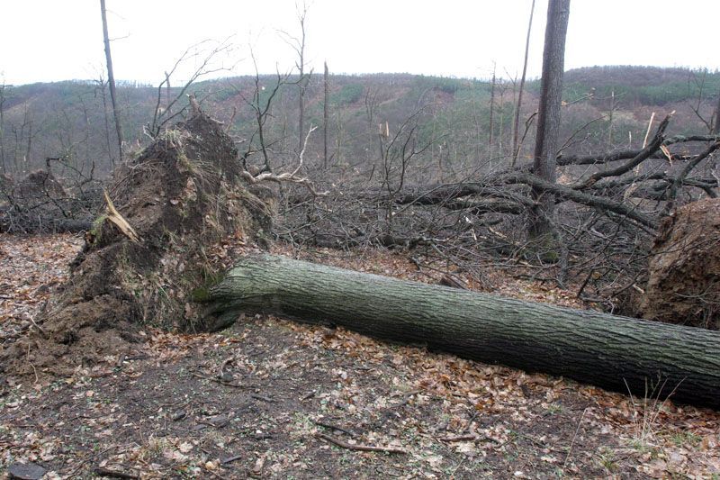 Emma si hrála s duby