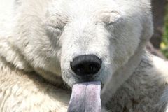 USA chystají kvůli medvědům největší rezervaci světa
