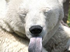 Přirozené prostředí ledních medvědů se změní. V budoucnu mohou vyhynout.