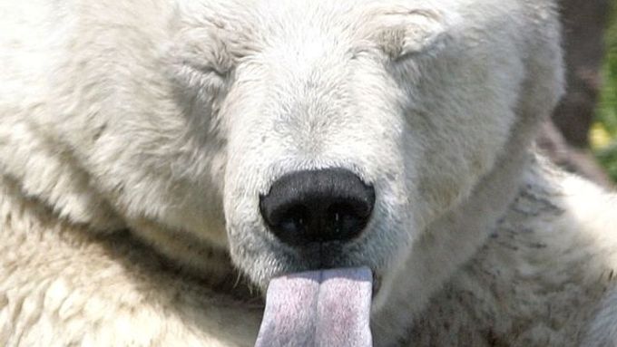 Vedro přemohlo ledního mědvěda v pražské zoologické zahradě. Tento týden bude muset ještě vydržet - předpověď říká, že vysoké teploty pokračují