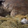 Nové mládě nosoroužce dvourohého v Zoo Dvůr Králové