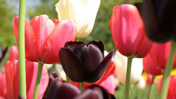 Tulipány původně pocházejí z Turecka, kam se dostaly z horských oblastí střední Asie. Do Holandska byly údajně dovezeny roku 1593 správcem botanické zahrady v Leidenu. Počátkem 17. století začali holandští pěstitelé křížit různé druhy tulipánů a z jednobarevných červených, bílých nebo žlutých květů vykouzlili ohňostroje barev.