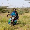 Kobylky Afrika zničená úroda