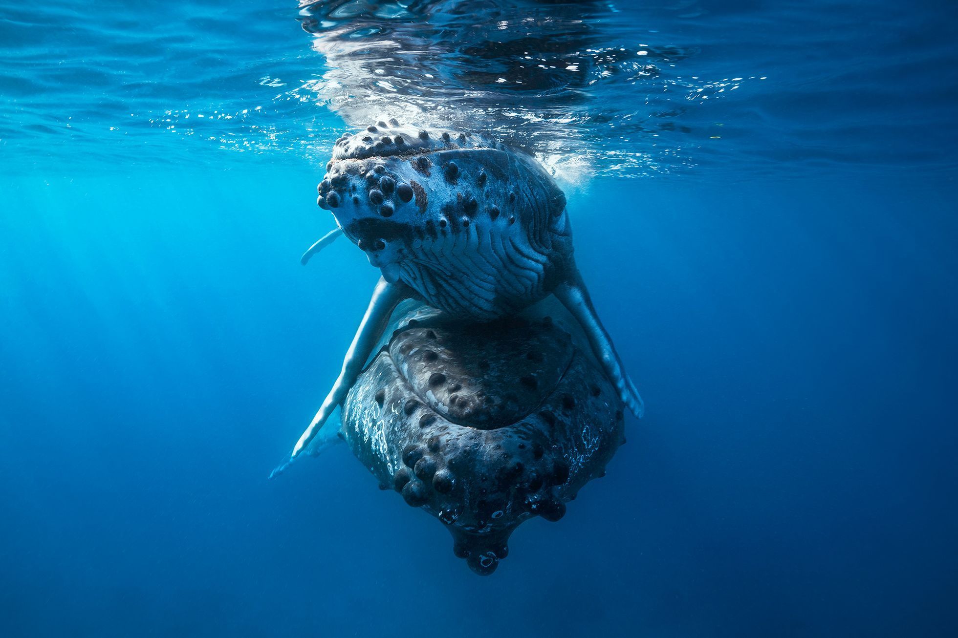 Nejlepší snímky přírody ze soutěže PA2F Environmental Photography Award