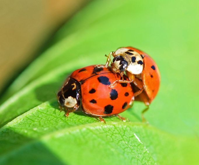 Two lady bugs mating on a leaf. Coccinellidae is a widespread family of small beetles ranging from 0.8 to 18 mm.