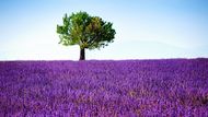 Nejrozsáhlejší lány levandulí se rozkládají na náhorní planině Valensole (Plateau de Valensole), která se rozkládá kolem stejnojmenného městečka.