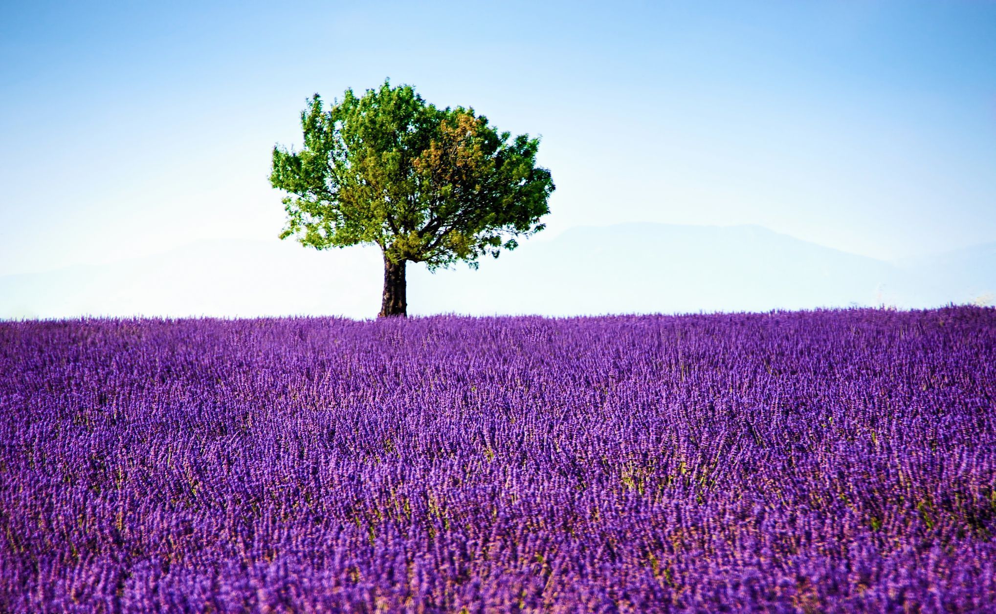 Levandulová pole v Provence, Jižní Francie