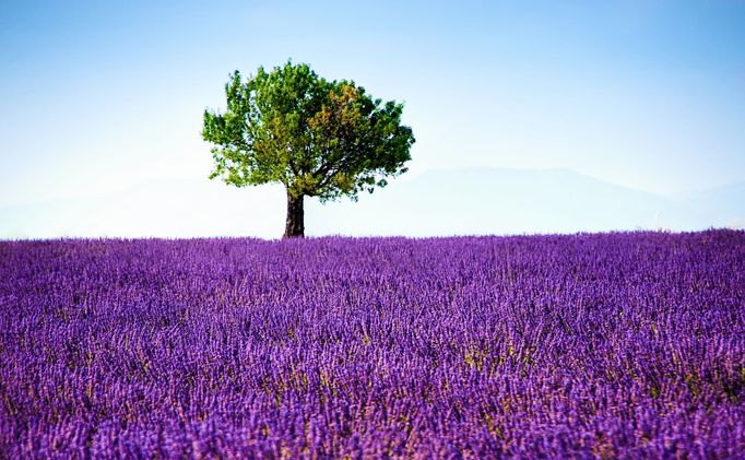 Levandulová pole v Provence, Jižní Francie