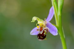 Na Mladoboleslavsku rostou kriticky ohrožené orchideje, ochránci jich našli přes 60