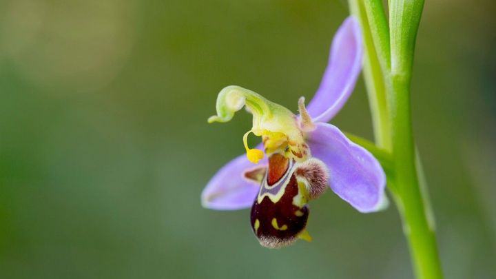 Na Mladoboleslavsku rostou kriticky ohrožené orchideje, ochránci jich našli přes 60