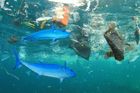 Nový zachránce znečistěných oceánů? Malý korýš polyká mikroplasty, úplně strávit je ale nedokáže
