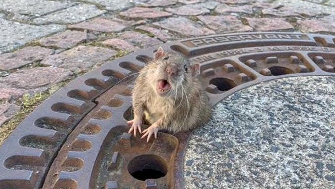Tlustý potkan uvízl v kanálu, vyprostili ho hasiči. Záchrana hlodavce se stala hitem
