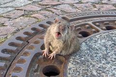 Tlustý potkan uvázl v kanálu, vyprostili ho hasiči. Záchrana hlodavce se stala hitem
