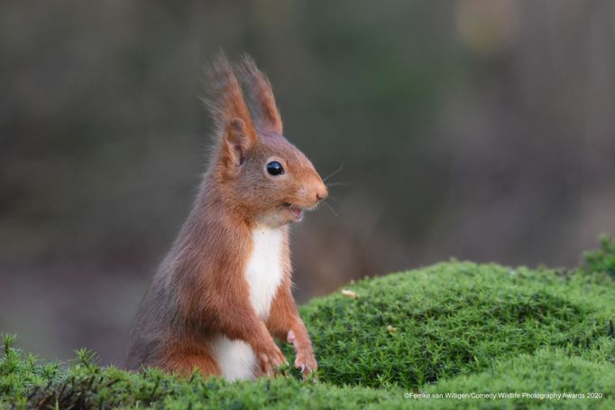 Zábavné fotky zvířat: finalisté soutěže Comedy Wildlife Awards 2020