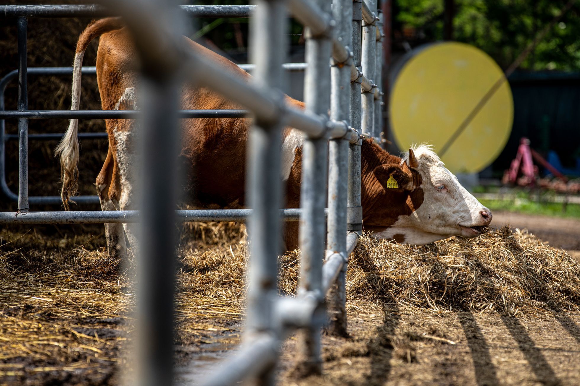 farma, farma Stehlík, krávy, příroda, byznys, statek, vesnice
