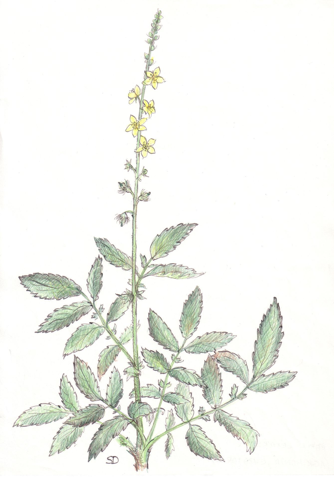 kresby, dr. dudek. bylinky