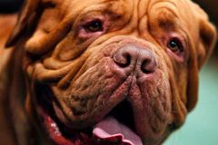 Court orders state to finance animal shelters