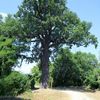 Strom roku 2010 - Hromův dub