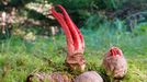 Květnatec Archerův (Clathrus archeri)