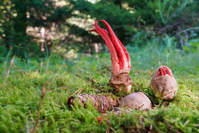 Květnatec Archerův (Clathrus archeri)