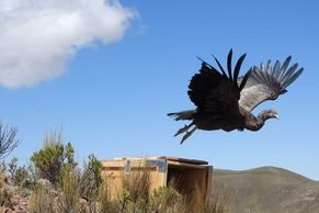 Jednomu z největších létajících ptáků hrozí vyhynutí. Tady chtějí jeho konec zvrátit