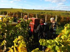 Wine harvest in Velké Pavlovice Region in Moravia