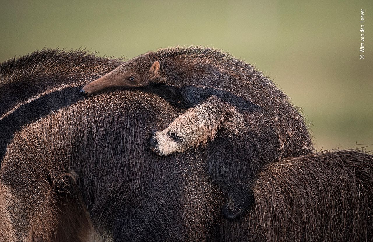 Wildlife Photographer of the Year, nominace na cenu veřejnosti