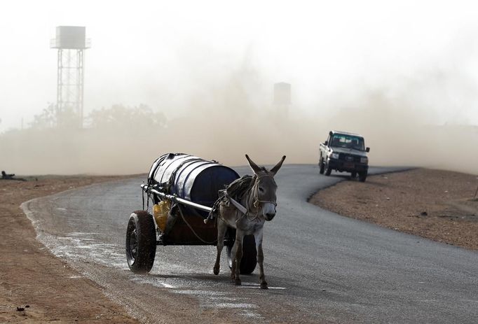 A donkey runs along a road during an air strike by the Sudanese air force in Rubkona near Bentiu