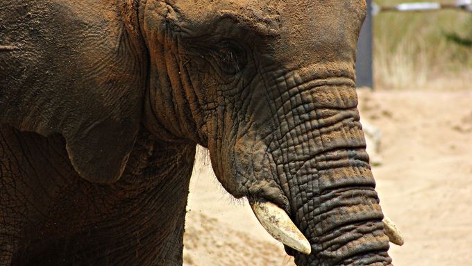 Společně s chovatelskými programy, které pomáhají vracet zvířata v dobré kondici zpět do přírody, chtějí dnešní zoo zajistit, aby zvířata v lidské péči mohla stárnout s grácií.