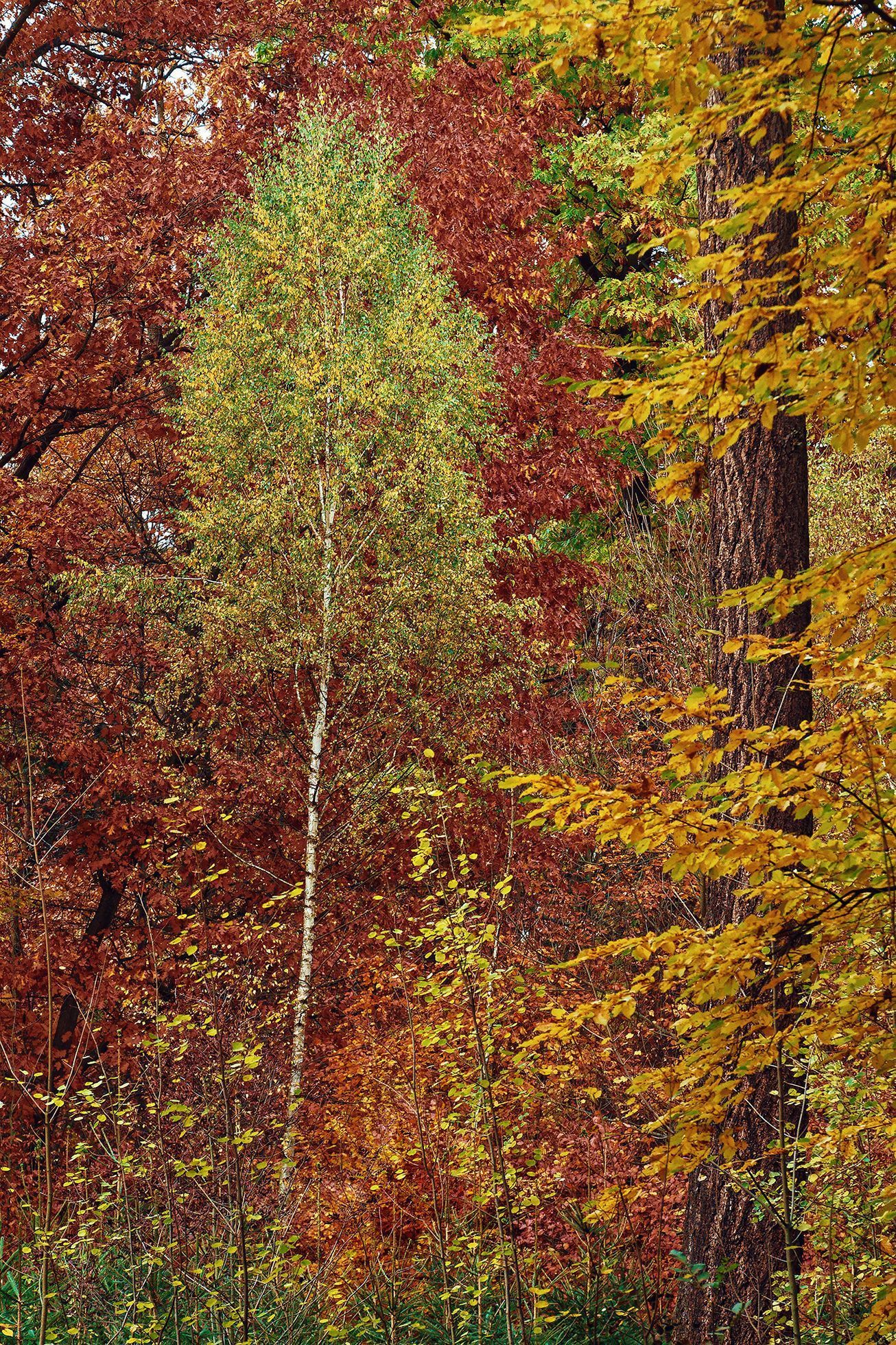 Mohyly z doby bronzové u Velké Dobré na Kladensku, podzim