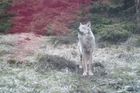 Vlci se vrátili do Krušných hor. Šelma na unikátním videu ukázkově pózuje a větří na kameni