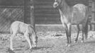 Jedna z nejstarších fotografií koně Převalského z pražské zoo. Snímek je z března 1933