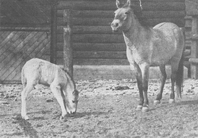 Jedna z nejstarších fotografií koně Převalského z pražské zoo. Snímek je z března 1933