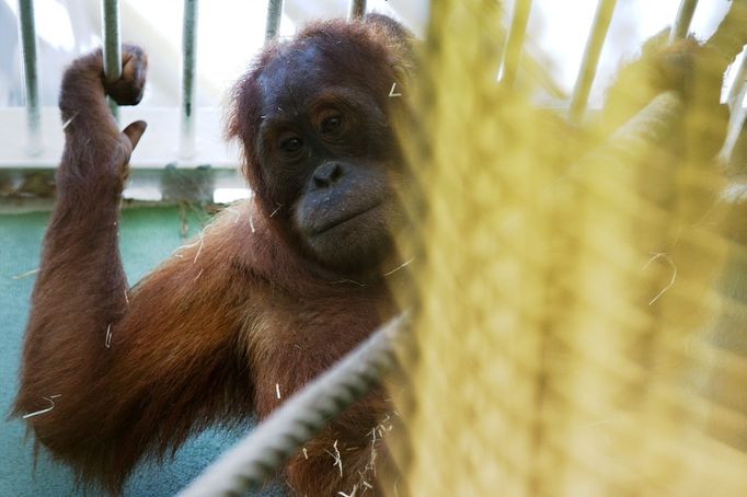 Samička Mawar a její syn Gempa jsou nové přírůstky pražské Zoo