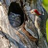 Vítězné fotografie ze soutěže Nikon Comedy Wildlife Awards 2024