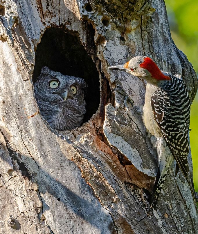 Vítězné fotografie ze soutěže Nikon Comedy Wildlife Awards 2024