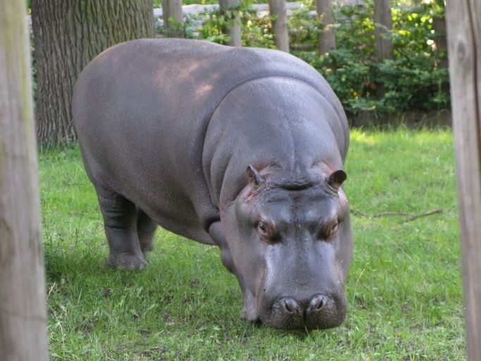 Fotky byly pořízeny v ZOO Ostrava. Žádný zvláštní důvod nebyl - prostě jen víkendový výlet. "HA! Díra v plotu ..."