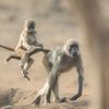 Finalisté soutěže Nikon Comedy Wildlife Awards 2024