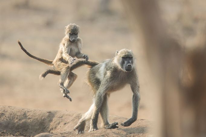 Finalisté soutěže Nikon Comedy Wildlife Awards 2024