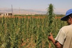 Největší pěstitelé marihuany: Mexiko, Paraguay, USA