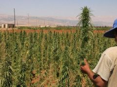 Staré dobré časy zažívali libanonští pěstitelé marihuany během občanské války.