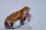 Vítězný snímek dvou lišek po boji pořídil amatérský fotograf Don Gutoski v kanadském národním parku Wapusk.