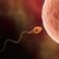 Spermie se chrání jedovatým plynem, zjistili čeští vědci. Objev může řešit neplodnost