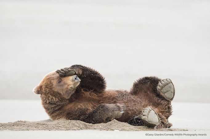 Vítězné snímky ze soutěže Comedy Wildlife Photography Awards 2020