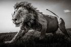 Od lvů po běluhu označovanou za špiona: příroda očima špičkových fotografů