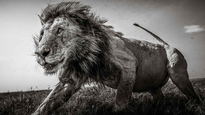 Od lvů po běluhu označovanou za špiona: příroda očima špičkových fotografů