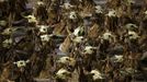 Revellers from the Vila Isabel samba school participate in the annual Carnival parade in Rio de Janeiro's Sambadrome February 12, 2013. REUTERS/Ricardo Moraes (BRAZIL - Tags: SOCIETY) Published: Úno. 12, 2013, 7:36 dop.