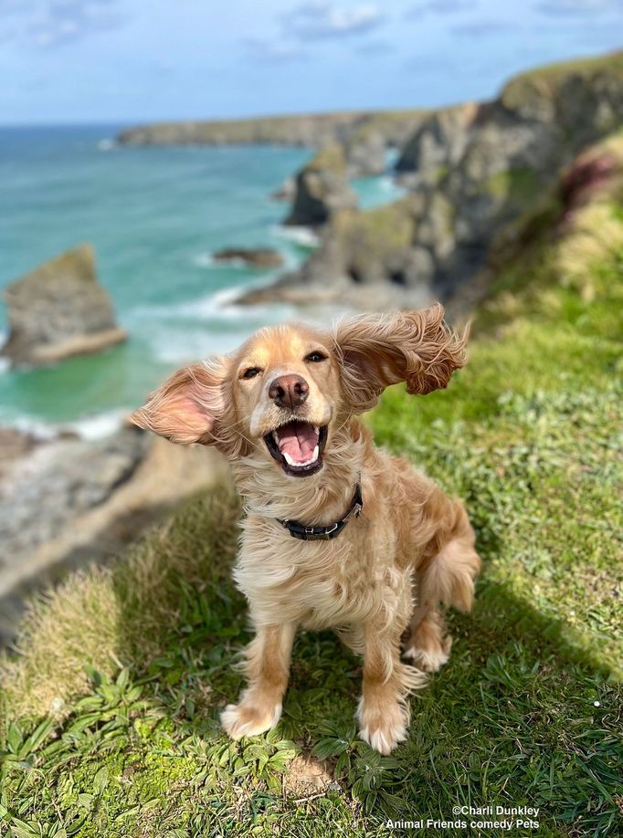 Fotografie ze soutěže Animal Friends Comedy Pet Photo Awards 2022